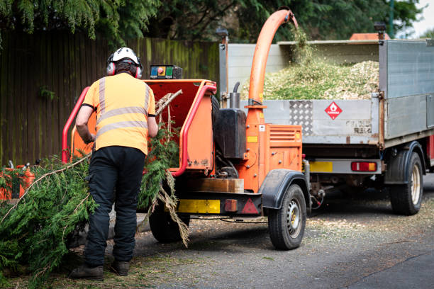 Best Stump Grinding and Removal  in Elmira, NY