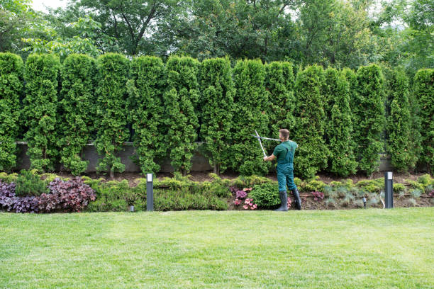 Best Tree Risk Assessment  in Elmira, NY