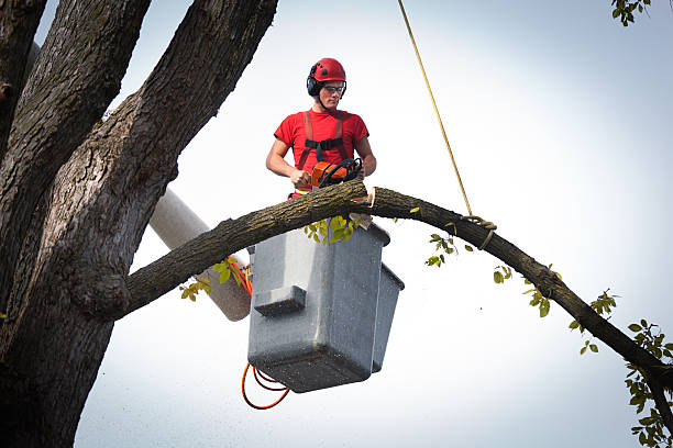 Best Storm Damage Tree Cleanup  in Elmira, NY